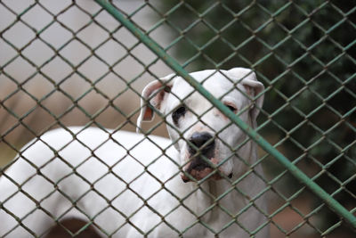 View of a dog looking through chainlink fence