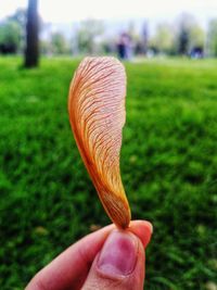 Close-up of hand holding plant on field