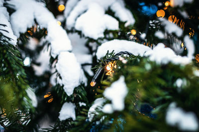 Close-up of christmas tree during winter