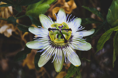 Close-up of passion flower blooming outdoors