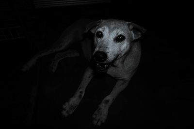 Portrait of dog relaxing at home