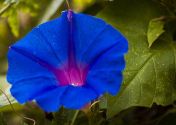 Close-up of blue flower