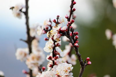 Close-up of cherry blossoms on branch