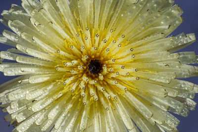 Close-up of yellow flower