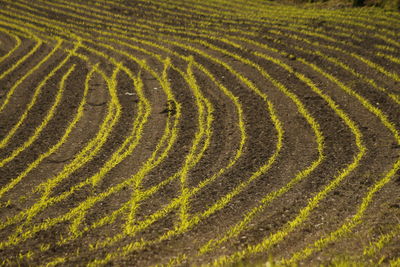 Full frame shot of green landscape