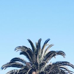 Low angle view of palm tree against clear blue sky