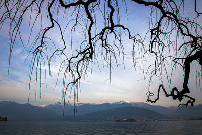 Bare tree by sea against sky during sunset