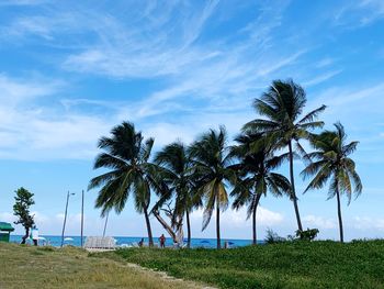 Palm trees on field against sky