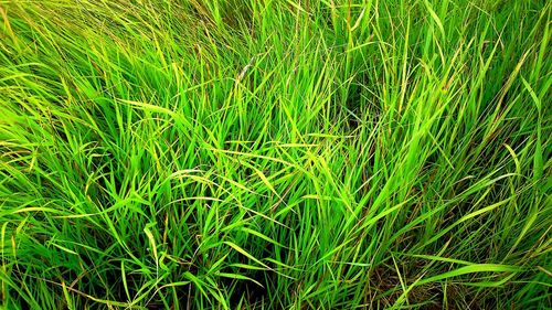 Full frame of grass in field