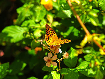 Butterfly pollinating on flowers