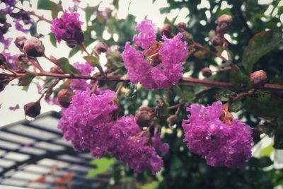 Close-up of pink flowering plant