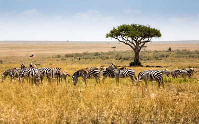 Zebras on landscape against sky