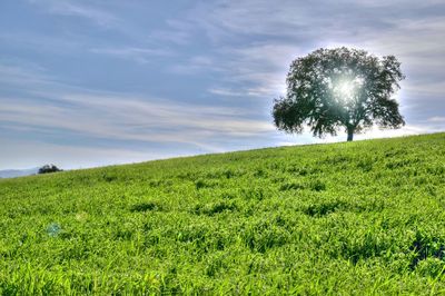 Trees on field against sky