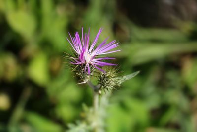 Close-up of purple thistle flower