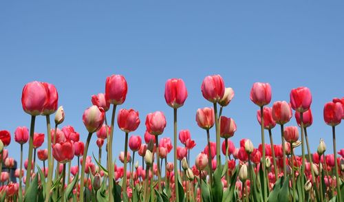 Close-up of red tulips in field against clear sky