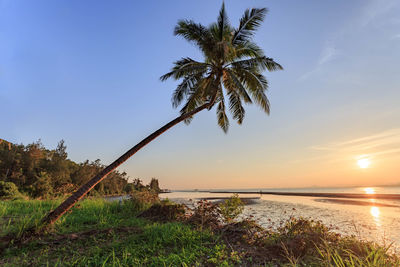 Trees by the sea at sunset