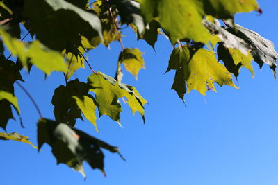 Low angle view of maple tree against clear blue sky