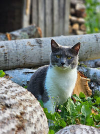 Portrait of cat