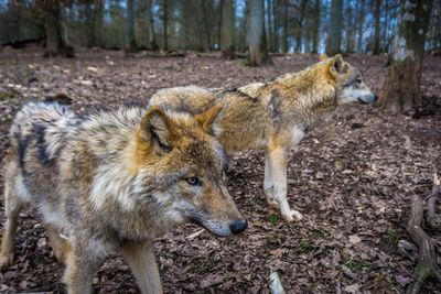 Wolves in forest