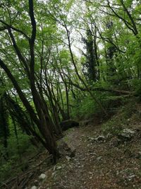 Trees growing in forest