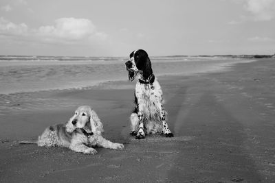 View of dog on beach