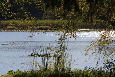 Scenic view of lake in forest