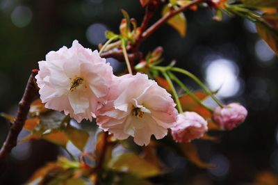 Close-up of pink flowers on branch