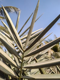 Low angle view of palm leaves against sky