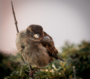 Close-up of sparrow perching on tree