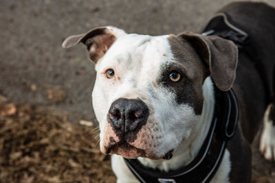 Close-up portrait of dog standing outdoors