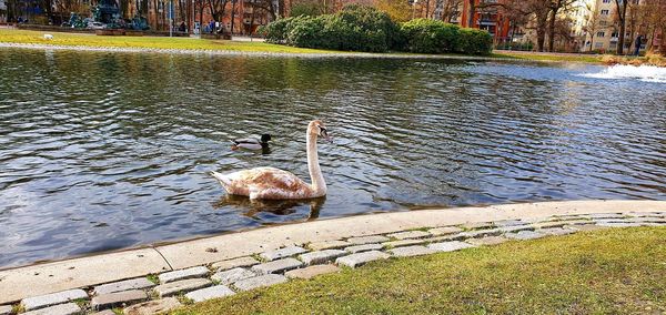 Swan swimming in lake