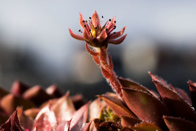 Close-up of succulent plant