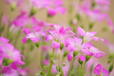 Close-up of pink flowering plant