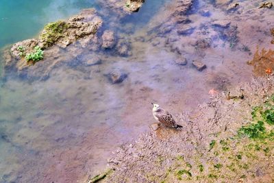 Rocks in sea