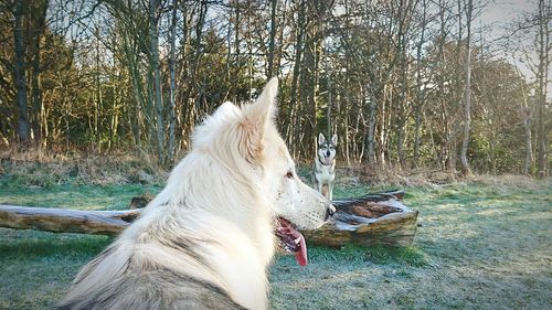 Close-up of dog