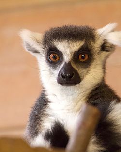 Close-up portrait of lemur
