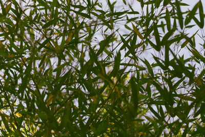 Low angle view of bamboo trees against sky