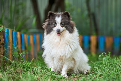 Portrait of dog on field