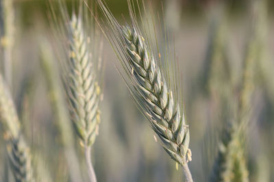 Close-up of wheat growing on field