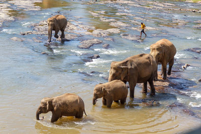 High angle view of elephant drinking water in lake