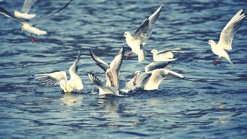 Birds in water