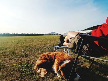 View of a dog on field