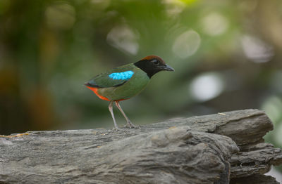 Close-up of bird perching on rock