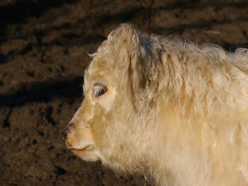 Close-up of a galloway head in the field