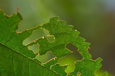 Pest bite marks on the leaf