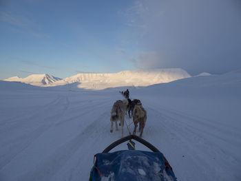 Dogs pulling sleigh on snowy field