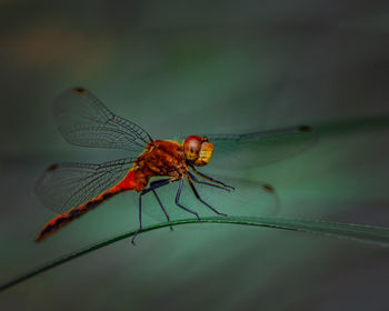 Close-up of dragonfly on leaf