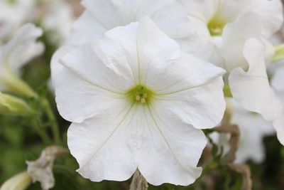 Close-up of white flowers blooming outdoors