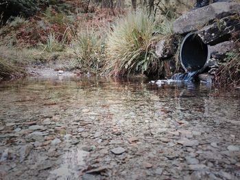 Reflection of plants in puddle