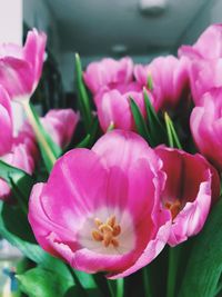 Close-up of pink flowers blooming outdoors